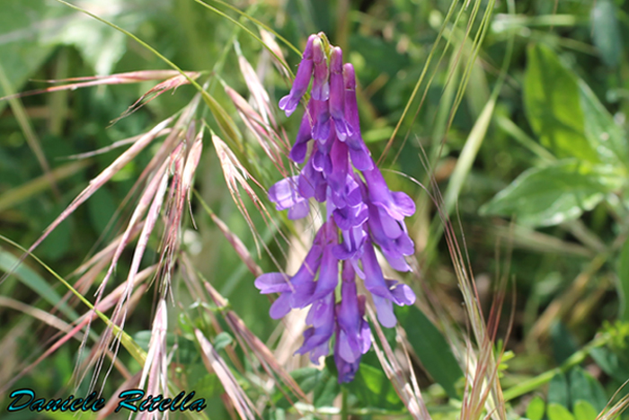 Identificazione piantina!!! - Vicia sp.